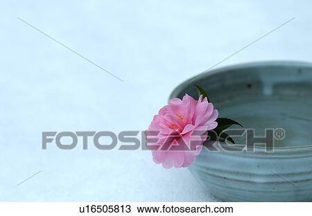 Stock Image - Camellia in a bowl, close-up. Fotosearch