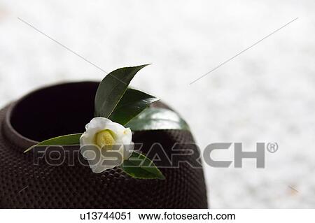 Stock Image - Camellia on tea pot, close-up. Fotosearch