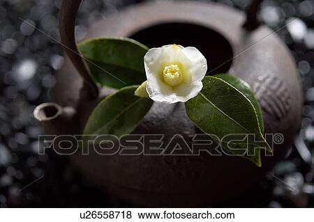 Stock Photo - Camellia on tea pot, close-up. Fotosearch