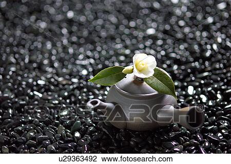 Camellia on tea pot View Large Photo Image Stock Image - Camellia on tea pot. Fotosearch