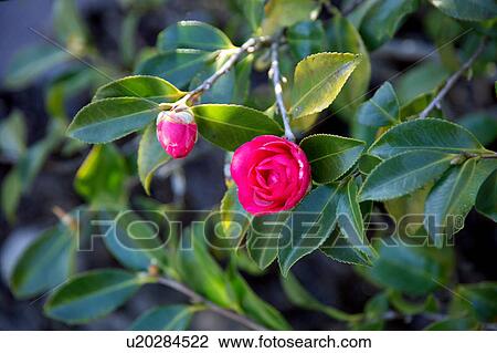 Stock Image - Camellia. Fotosearch