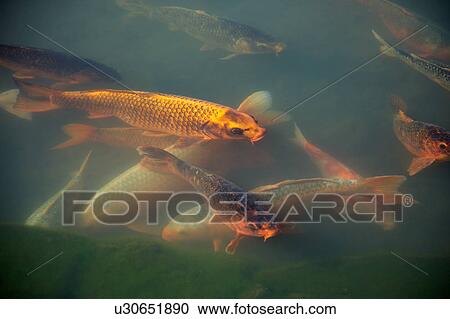 Carps in a pond View Large Photo Image Stock Image - Carps in a pond. Fotosearch