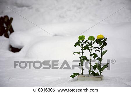 Chrysanthemum standing on snow View Large Photo Image Stock Photography - Chrysanthemum standing on snow. Fotosearch