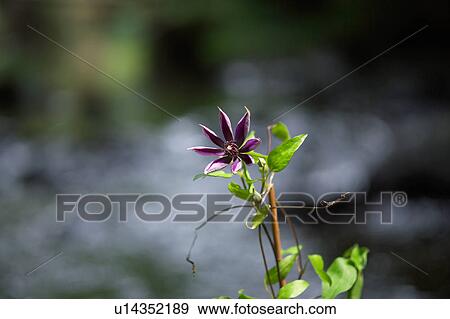 Stock Photo - Clematis (Clematis florida), close-up. Fotosearch