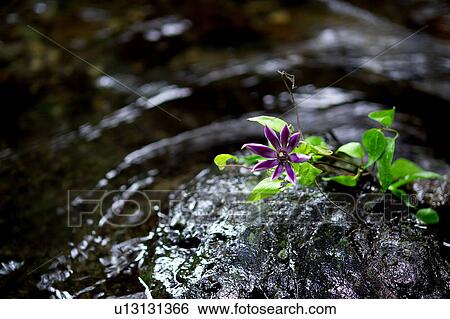 Stock Photograph - Clematis (Clematis florida) on a rock. Fotosearch