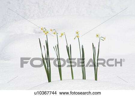 Picture - Daffodils standing on snow. Fotosearch