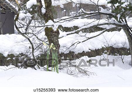 Daffodils standing on snow View Large Photo Image Stock Image - Daffodils standing on snow. Fotosearch