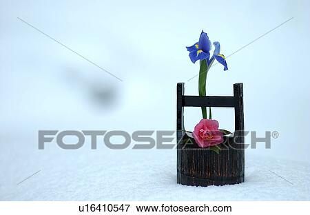 Stock Photo - Flower arrangement, camellia and Iris. Fotosearch
