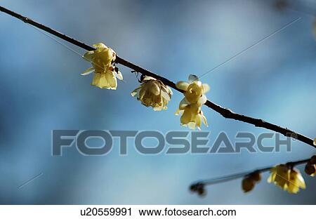 Stock Image - Flower of winter sweet, close-up. Fotosearch