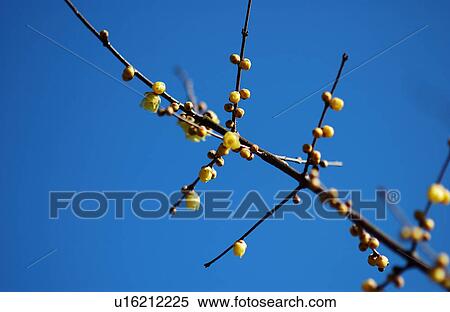 Stock Photography - Flower of winter sweet, close-up. Fotosearch