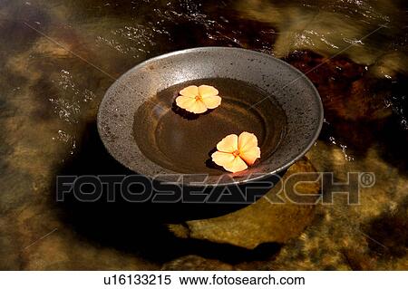 Flower pedals floating on a tea cup View Large Photo Image Stock Photography - Flower pedals floating on a tea cup. Fotosearch