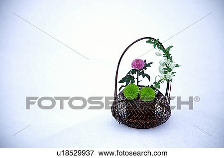 Ikebana of chrysanthemum View Large Photo Image Stock Photo - Ikebana of chrysanthemum. Fotosearch