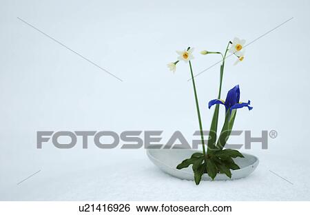 Stock Photograph - Ikebana of daffodils and iris. Fotosearch