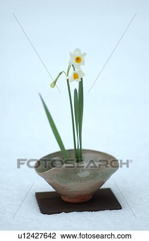 Stock Image - Ikebana of daffodils. Fotosearch