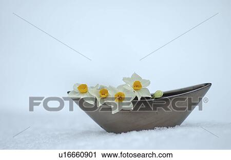 Stock Image - Ikebana of daffodils. Fotosearch