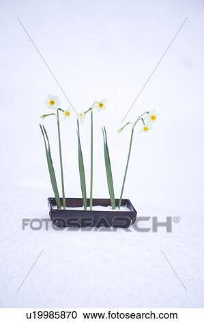 Ikebana of daffodils View Large Photo Image Stock Image - Ikebana of daffodils. Fotosearch