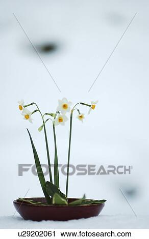 Ikebana of daffodils View Large Photo Image Stock Image - Ikebana of daffodils. Fotosearch