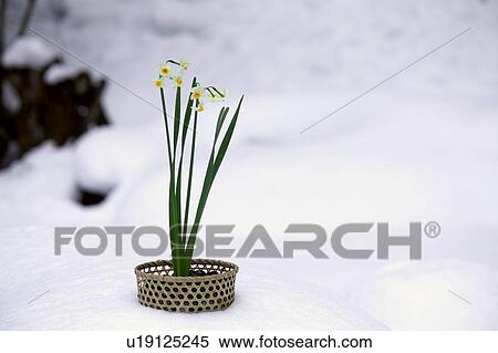 Stock Photography - Ikebana of daffodils. Fotosearch