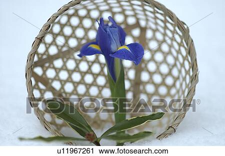 Iris, close-up View Large Photo Image Stock Image - Iris, close-up. Fotosearch