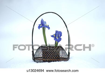Picture - Iris in a straw basket. Fotosearch