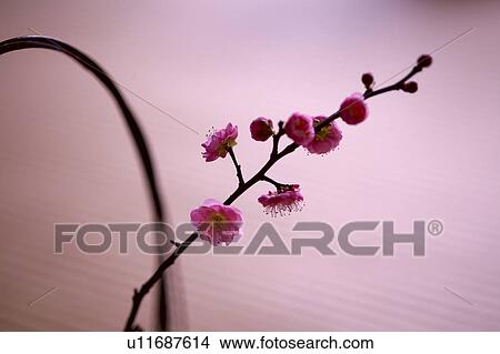 Japanese plum, close-up View Large Photo Image Picture - Japanese plum, close-up. Fotosearch