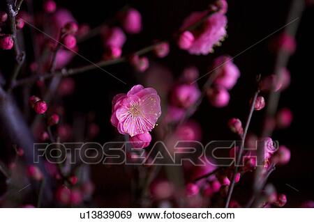 Stock Photo - Japanese plum, close-up. Fotosearch