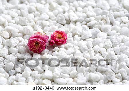 Stock Photograph - Japanese plum on pebbles. Fotosearch
