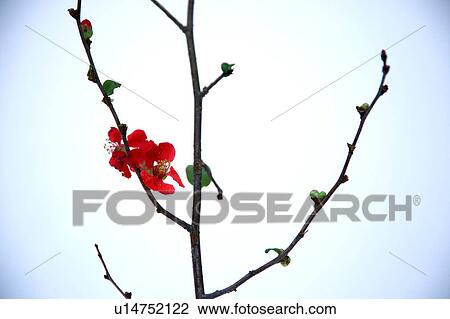 Japanese Quince (Chaenomeles speciosa), close-up View Large Photo Image Stock Image - Japanese Quince (Chaenomeles speciosa), close-up. Fotosearch