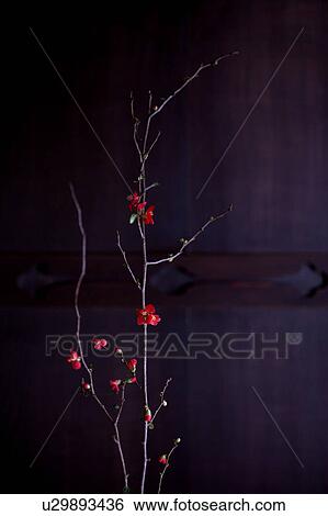 Japanese Quince (Chaenomeles speciosa), close-up View Large Photo Image Stock Photograph - Japanese Quince (Chaenomeles speciosa), close-up. Fotosearch