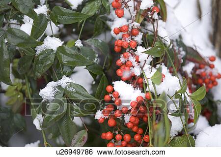 Stock Photograph - Nandina covered by snow, close-up. Fotosearch