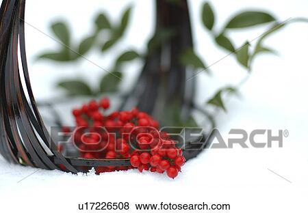 Stock Photo - Nandina on snow, close-up. Fotosearch