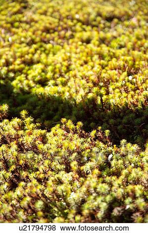 Plants in a garden, close-up View Large Photo Image Stock Photo - Plants in a garden, close-up. Fotosearch