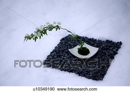 Stock Image - Reeves' Spirea (Spiraea cantoniensis). Fotosearch