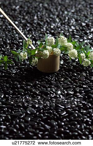 Stock Image - Reeves' Spirea (Spiraea cantoniensis) and a ladle. Fotosearch