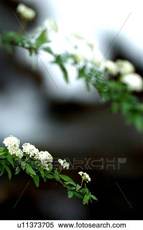 Reeves' Spirea (Spiraea cantoniensis), close-up View Large Photo Image Stock Photography - Reeves' Spirea (Spiraea cantoniensis), close-up. Fotosearch