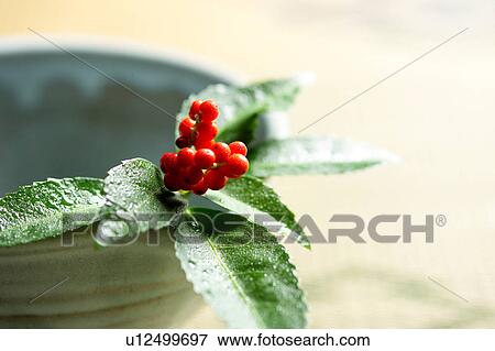 Stock Photo - Senryo (Sarcandra Glabra), close-up. Fotosearch