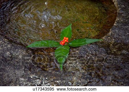 Senryo (Sarcandra Glabra) in a water basin View Large Photo Image Stock Photography - Senryo (Sarcandra Glabra) in a water basin. Fotosearch
