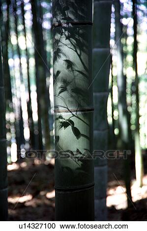 Stock Image - Shadow reflected on bamboo trunk. Fotosearch