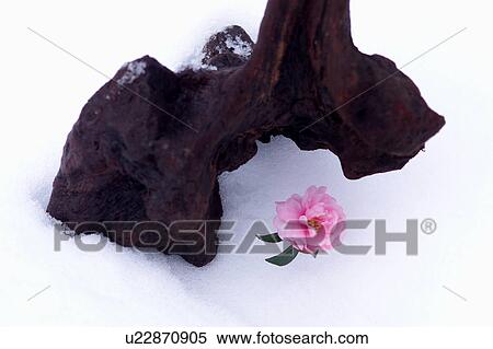 Single camellia and a log View Large Photo Image Stock Photography - Single camellia and a log. Fotosearch