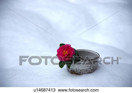 Single camellia in a cup View Large Photo Image Stock Image - Single camellia in a cup. Fotosearch