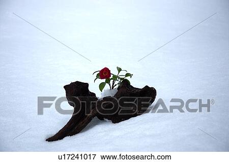 Single camellia on a log View Large Photo Image Stock Photo - Single camellia on a log. Fotosearch