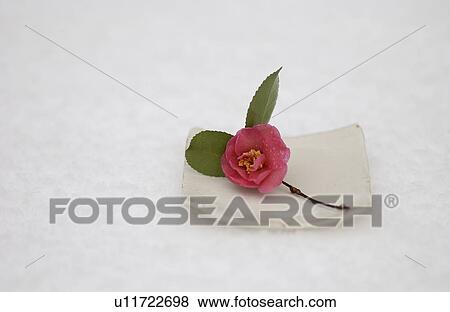 Stock Photo - Single camellia on a plate. Fotosearch