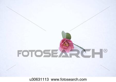 Stock Image - Single camellia on snow. Fotosearch
