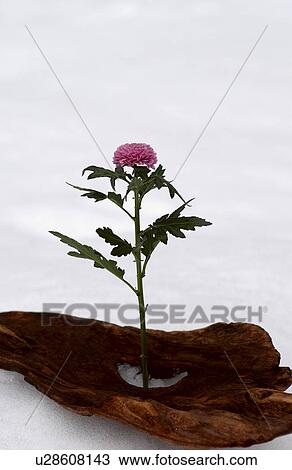 Single chrysanthemum standing on snow View Large Photo Image Stock Image - Single chrysanthemum standing on snow. Fotosearch