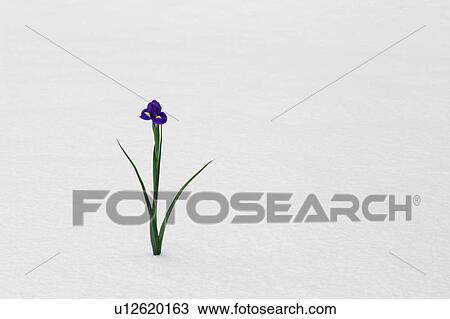 Stock Image - Single iris standing on snow. Fotosearch