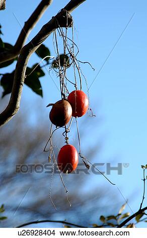 Picture - Snake Gourd, close-up. Fotosearch