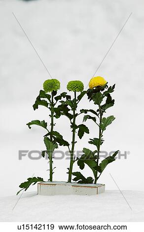 Stock Photo - Three chrysanthemum standing on snow. Fotosearch