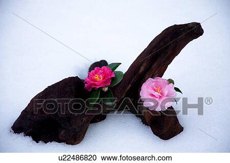 Two camellia flower on a log View Large Photo Image Stock Image - Two camellia flower on a log. Fotosearch