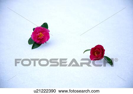 Two camellia flower on snow View Large Photo Image Stock Image - Two camellia flower on snow. Fotosearch