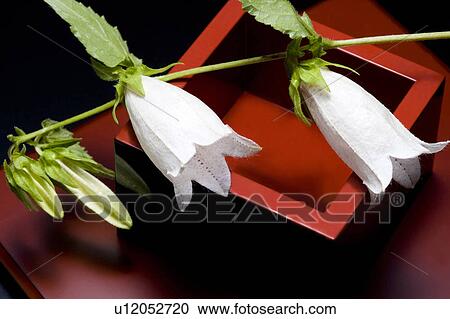 Stock Image - Campanula punctata. Fotosearch